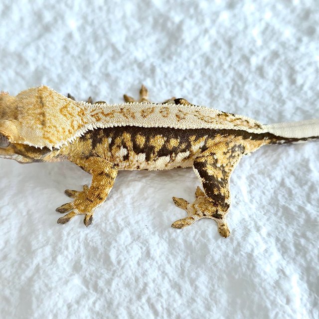 트라이 쿼드 핀스트라이프 화이트크라운 노멀