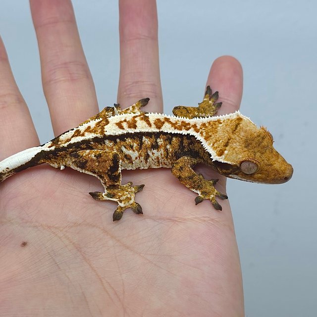 트라이 익스트림할리퀸 화이트스팟 노멀