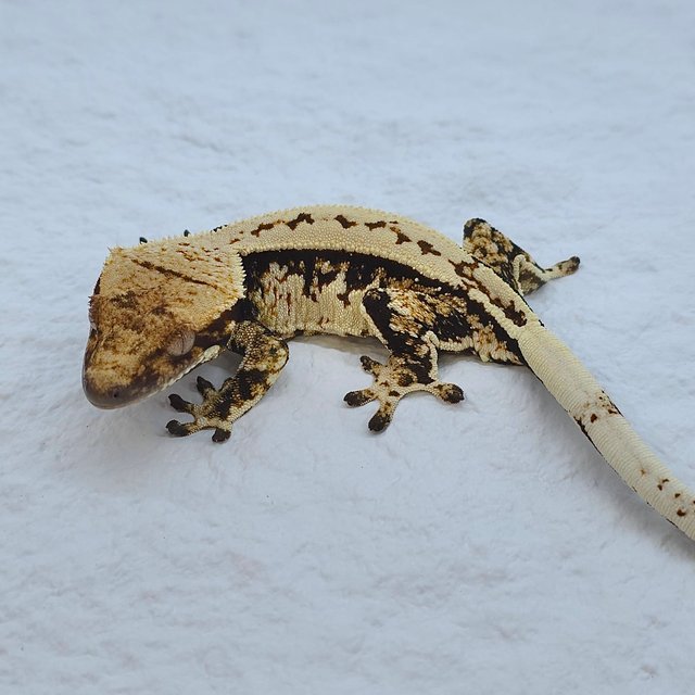 트라이 익스트림할리퀸 풀핀 핀스트라이프 화이트핀 노멀