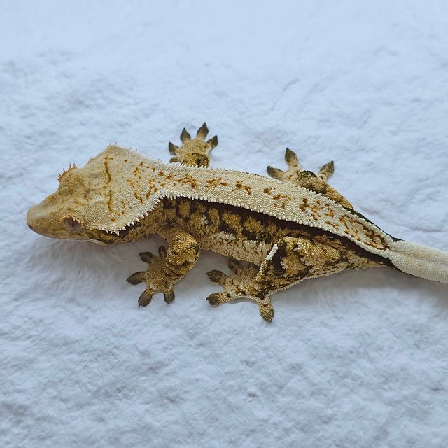 트라이 드리피 쿼드 풀핀 핀스트라이프 노멀