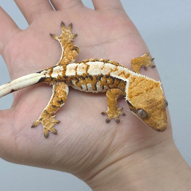 트라이 드리피 익스트림할리퀸 화이트스팟 화이트포트홀 노멀