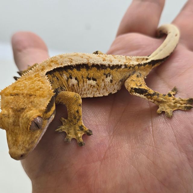 트라이 익스트림할리퀸 노멀