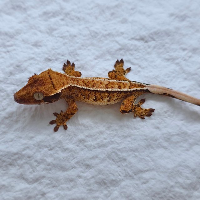 트라이 익스트림할리퀸 풀핀 핀스트라이프 화이트핀 노멀