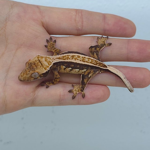 트라이 익스트림할리퀸 핀스트라이프 화이트스팟 노멀