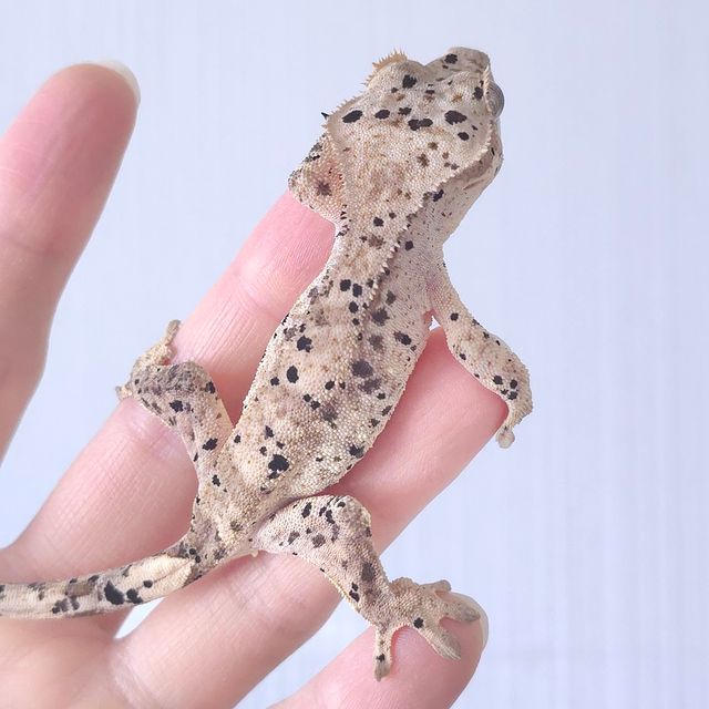 슈퍼달마시안 달마시안