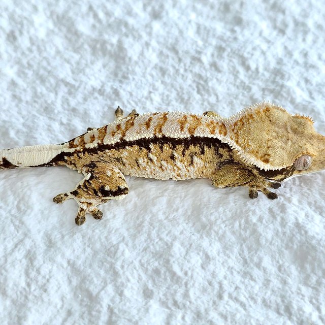 트라이 익스트림할리퀸 화이트크라운 화이트핀 노멀