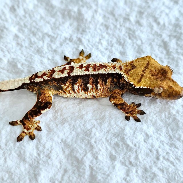 트라이 익스트림할리퀸 핀스트라이프 풀핀 화이트 노멀