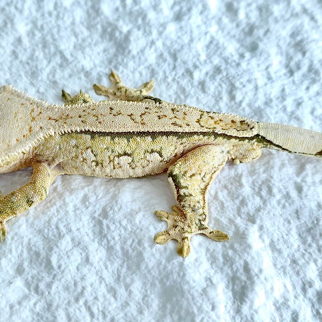 트라이 익스트림할리퀸 핀스트라이프 화이트크라운 노멀