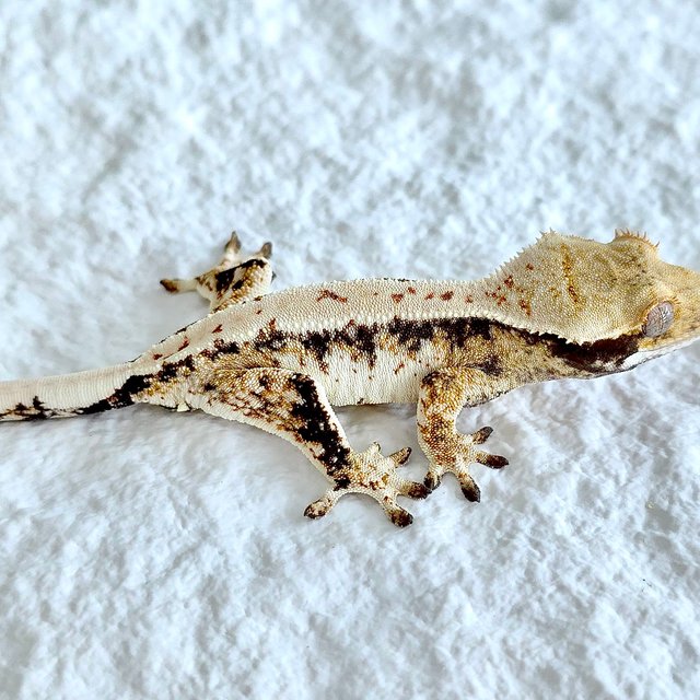 트라이 익스트림할리퀸 핀스트라이프 화이트크라운 노멀