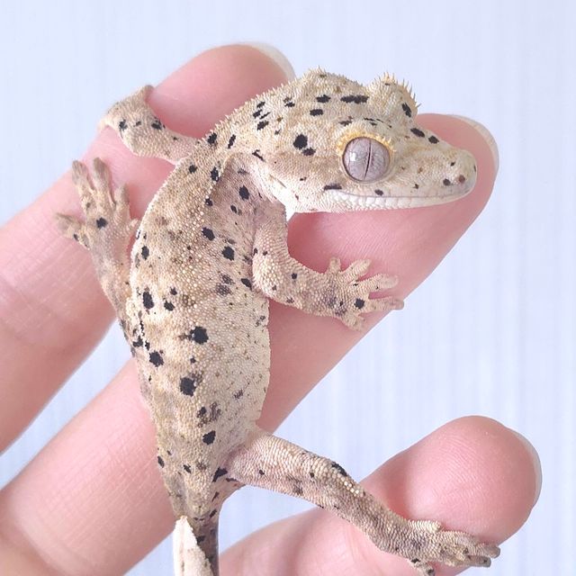 슈퍼달마시안 달마시안
