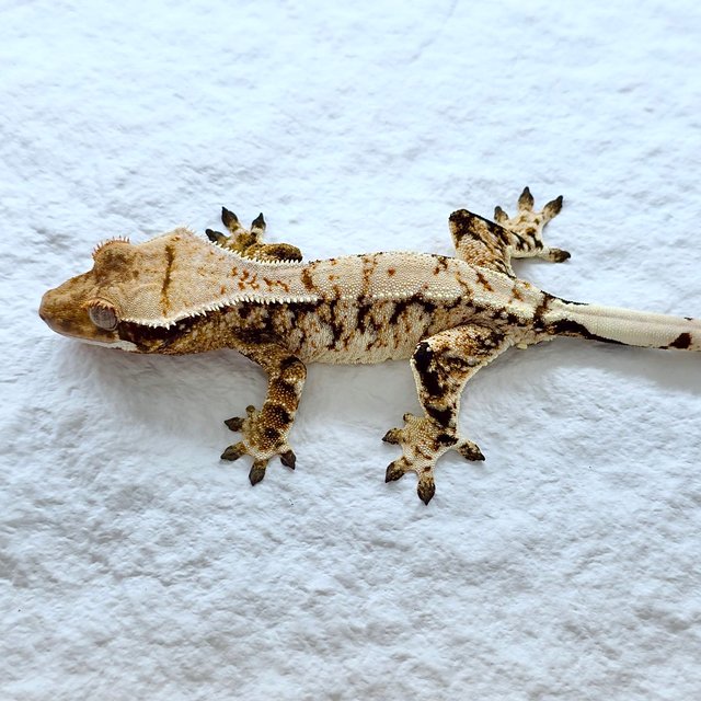 트라이 익스트림할리퀸 할리퀸 화이트크라운 노멀