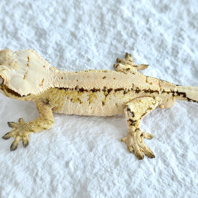 트라이 익스트림할리퀸 솔리드백 핀스트라이프 노멀