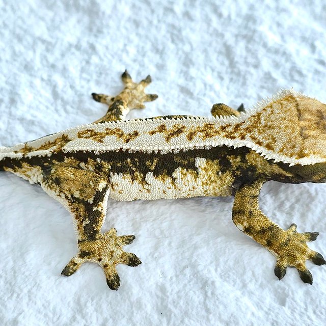 트라이 쿼드 핀스트라이프 화이트크라운 노멀