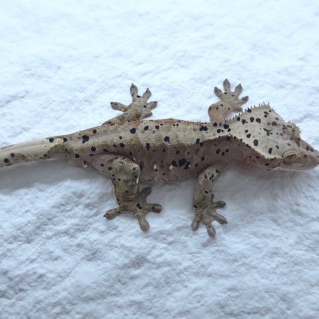 슈퍼달마시안 달마시안 카푸치노