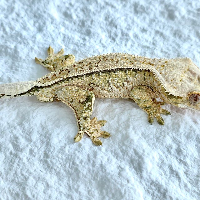 트라이 익스트림할리퀸 핀스트라이프 화이트크라운 노멀