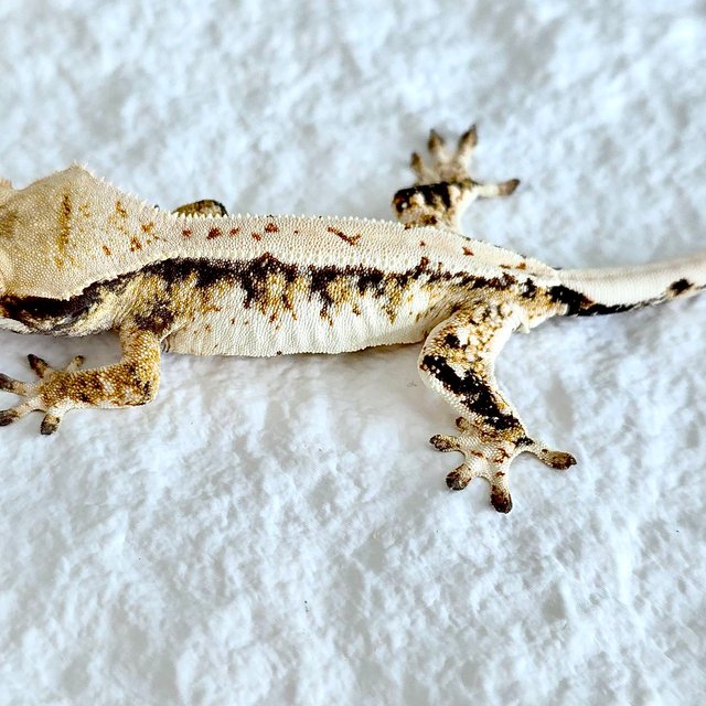 트라이 익스트림할리퀸 핀스트라이프 화이트크라운 노멀