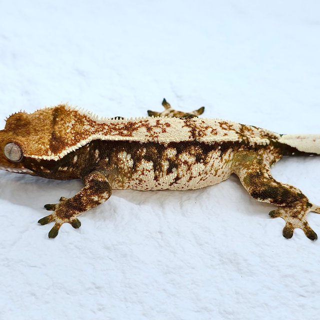 트라이 익스트림할리퀸 화이트스팟 화이트크라운 화이트핀 노멀