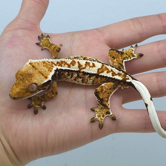 트라이 익스트림할리퀸 화이트스팟 노멀