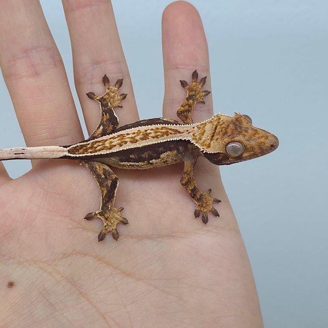 트라이 익스트림할리퀸 핀스트라이프 화이트스팟 노멀