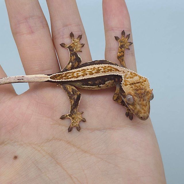 트라이 익스트림할리퀸 핀스트라이프 화이트스팟 노멀