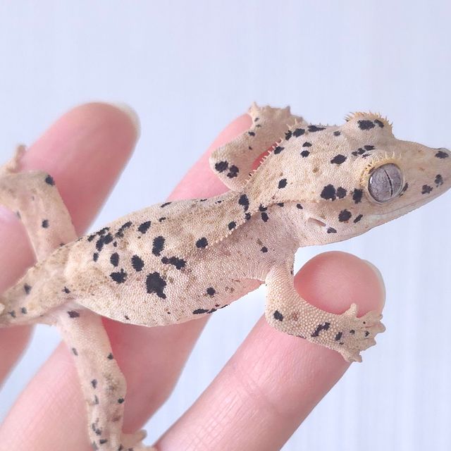 슈퍼달마시안 달마시안