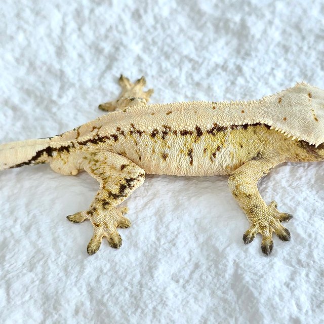 트라이 익스트림할리퀸 솔리드백 핀스트라이프 노멀