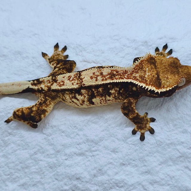 트라이 익스트림할리퀸 풀핀 핀스트라이프 화이트핀 노멀