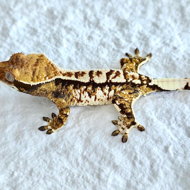 트라이 익스트림할리퀸 풀핀 화이트크라운 노멀