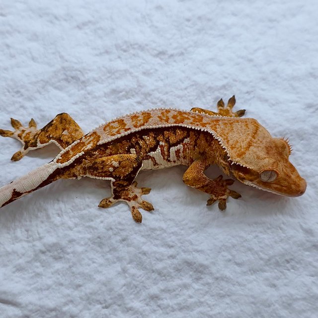 트라이 익스트림할리퀸 드리피 화이트스팟 화이트핀 몬코사