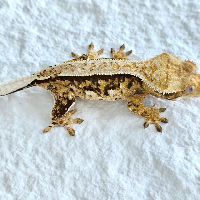 트라이 쿼드 핀스트라이프 화이트크라운 노멀