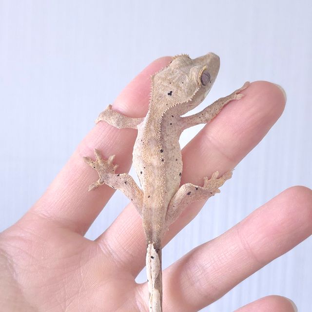 슈퍼달마시안 달마시안