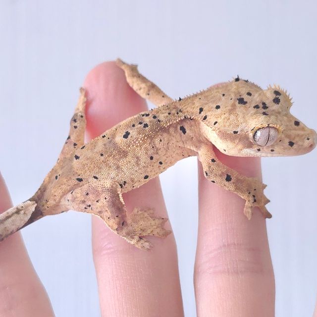 슈퍼달마시안 달마시안