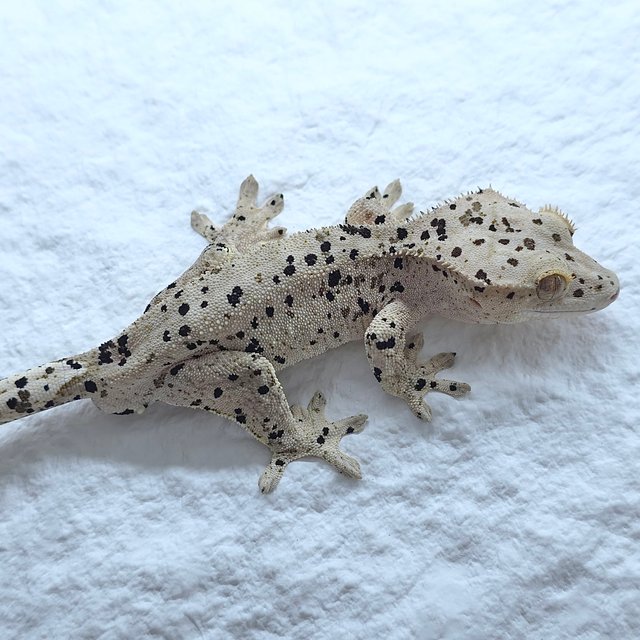 슈퍼달마시안 달마시안