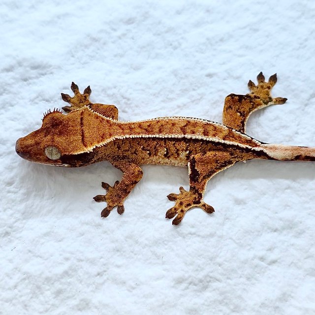 트라이 익스트림할리퀸 핀스트라이프 화이트크라운 노멀