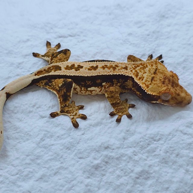 트라이 드리피 쿼드 풀핀 핀스트라이프 노멀