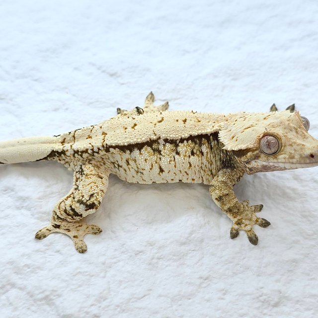 트라이 익스트림할리퀸 풀핀 화이트크라운 노멀