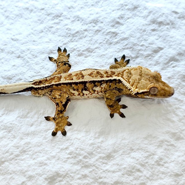 트라이 쿼드 화이트크라운 화이트핀 노멀