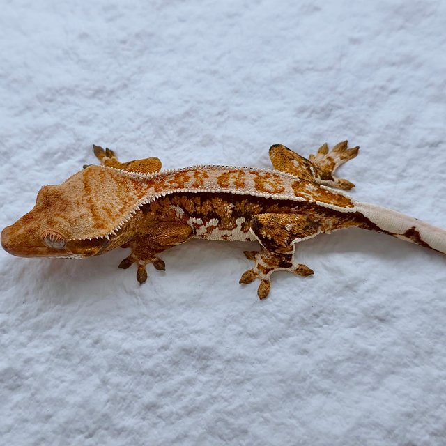 트라이 익스트림할리퀸 드리피 화이트스팟 화이트핀 몬코사