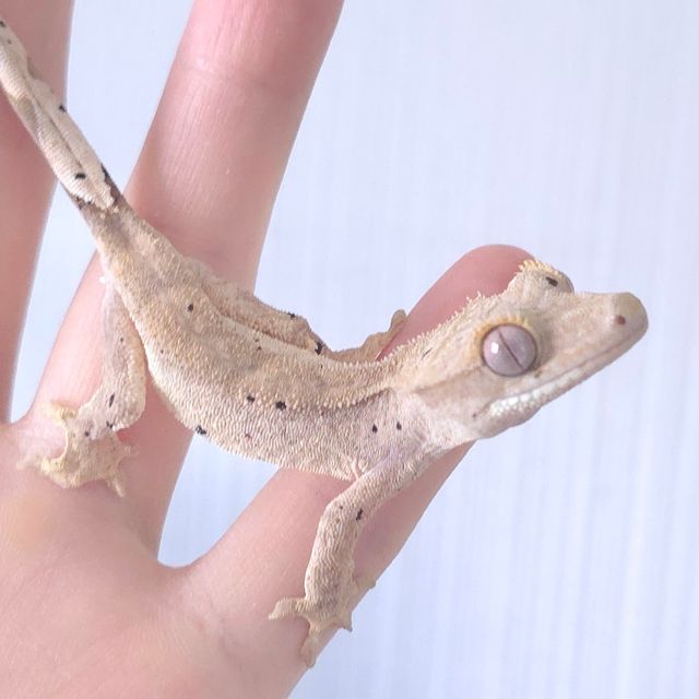 슈퍼달마시안 달마시안