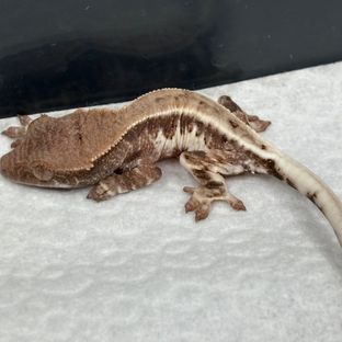 프라푸치노