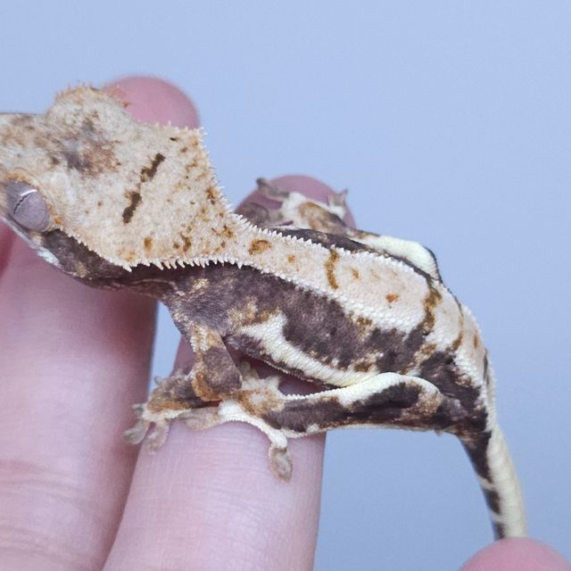 릴리화이트 트라이