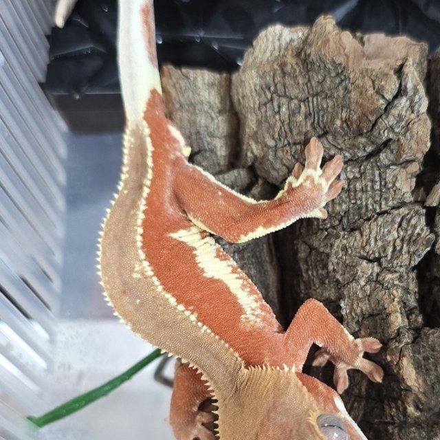 레드 팬텀 릴리화이트