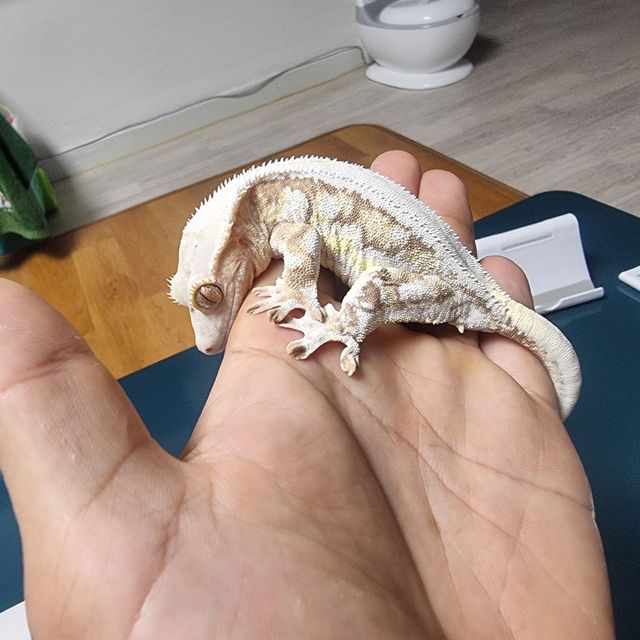 릴리화이트