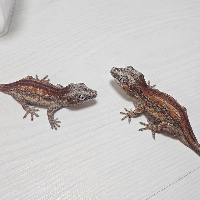 블로치드 스트라이프