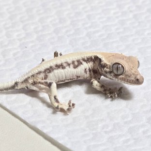 릴리 세이블 솔리드백