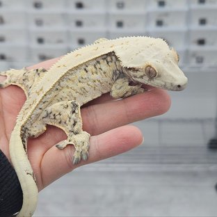 노멀 드리피 화이트스팟