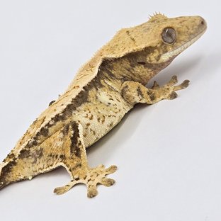 노멀 드리피 화이트스팟