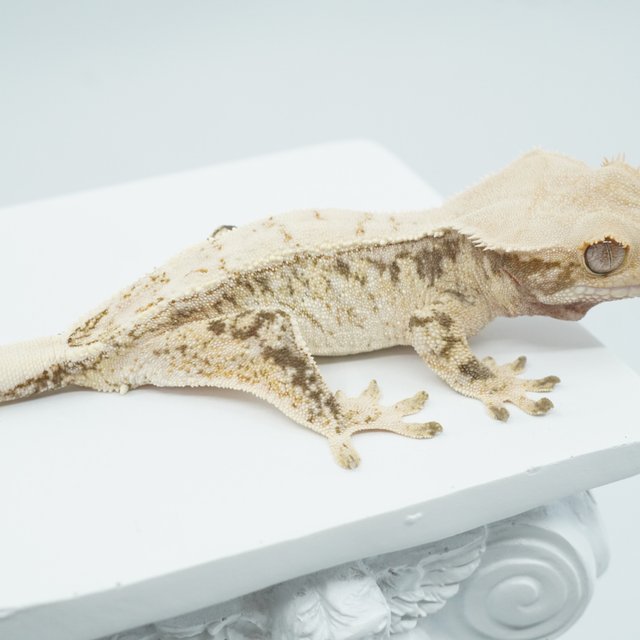 노멀 화이트스팟