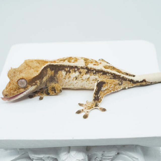 트라이 익스트림할리퀸 풀핀 쿼드