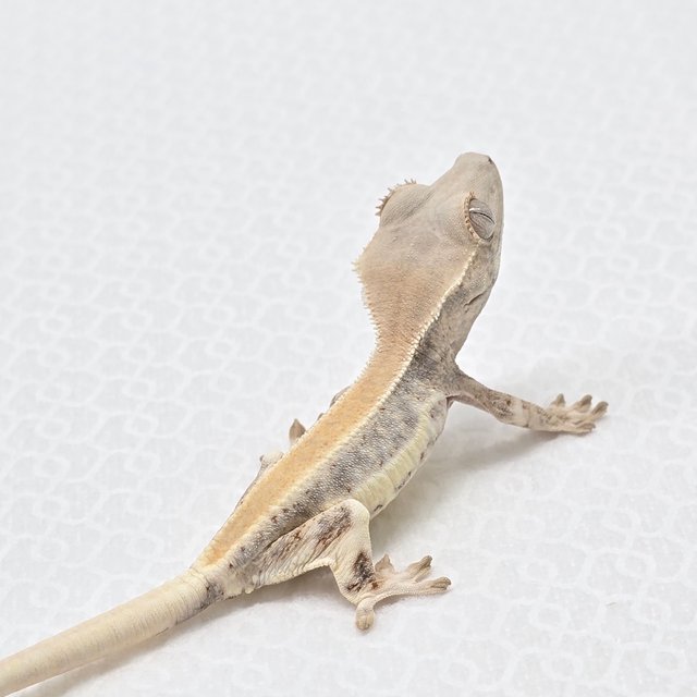 릴리화이트 솔리드백